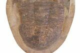Giant Asaphid Trilobite (Basilicus) - Fezouata Formation #381212-3